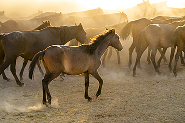 Herd of wild and semi-wild Yilki horses running in dust at sunset, Hacilar, Kayseri, Cappadocia, Anatolia, Turkey, Asia Minor, Asia