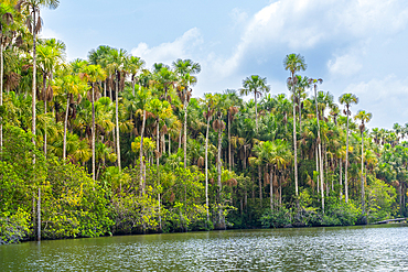 Lake Sandoval and Aguaje palms, Tambopata National Reserve, Puerto Maldonado, Madre de Dios, Peru, South America