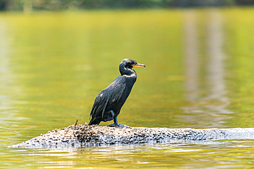 Neotropic cormorant (Phalacrocorax brasilianus, Phalacrocorax olivaceus, Nannopterum brasilianum), Lake Sandoval, Tambopata National Reserve, Peru