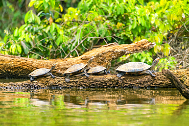 Yellow-spotted river turtles (Podocnemis unifilis), Lake Sandoval, Tambopata National Reserve near Puerto Maldonado, Peru