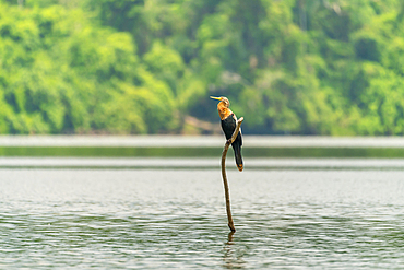 Anhinga (Anhinga anhinga) perching on branch on Lake Sandoval, Tambopata National Reserve, Peru