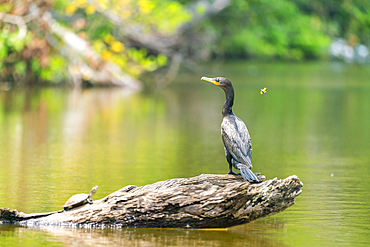 Neotropic cormorant (Phalacrocorax brasilianus, Phalacrocorax olivaceus, Nannopterum brasilianum), Lake Sandoval, Tambopata National Reserve, Peru, South America