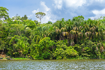 Lake Sandoval and Aguaje palms, Tambopata National Reserve, Puerto Maldonado, Madre de Dios, Peru