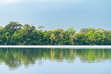 Lake Sandoval, Tambopata National Reserve, Puerto Maldonado, Madre de Dios, Peru