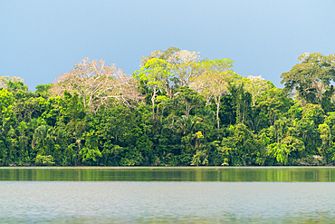 Lake Sandoval, Tambopata National Reserve, Puerto Maldonado, Madre de Dios, Peru