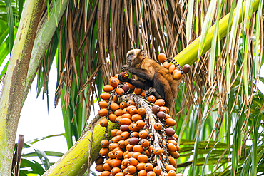 Brown capuchin monkey (Cebus apella, Sapajus apella) on tree eating palm seeds, Lake Sandoval, Tambopata National Reserve, Peru