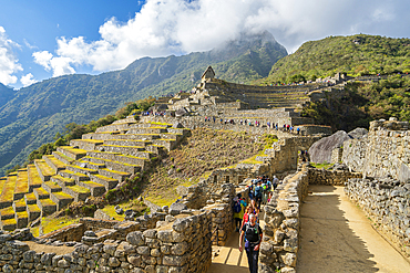 Tourists visiting terraces and ruins of Machu Picchu, UNESCO World Heritage Site, Sacred Valley, Peru, South America