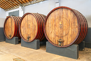 Oak aging barrels for wine, Vista Alegre Winery, Ica, Peru, South America