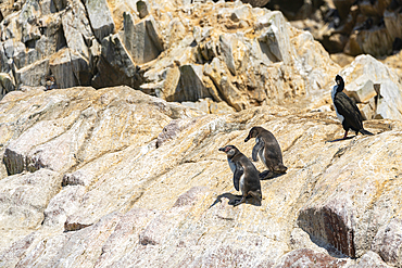 Humboldt Penguins (Spheniscus humboldti), Ballestas Islands, Paracas, Peru, South America