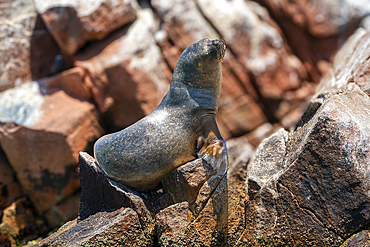 South American Sea Lion (Otaria byronia), Ballestas Islands, Paracas, Peru