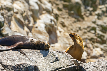 South American Sea Lions (Otaria byronia), Ballestas Islands, Paracas, Peru