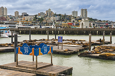 California sea lions relaxing at Pier 39, San Francisco, San Francisco Peninsula, California, USA