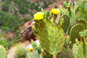 Close up of Engelmann's prickly-pear (Opuntia engelmannii) cactus in bloom, Watchman trail, Zion National Park, Utah, United States of America, North America