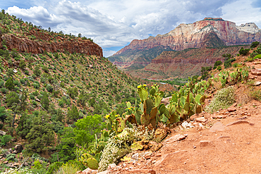 Zion valley seen from Watchman trail, Zion National Park, Utah, United States of America, North America