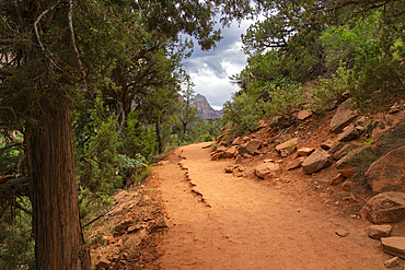 Kayenta trail leading through forest, Zion National Park, Utah, United States of America, North America