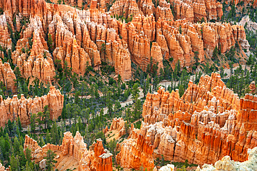 Forest in Bryce canyon surrounded by hoodoos, Bryce Point, Bryce Canyon National Park, Utah, USA