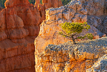 Tree growing on a rock, Sunset Point, Bryce Canyon National Park, Utah, USA