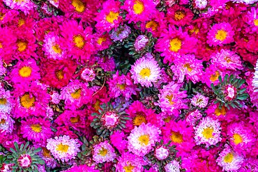 Bunch of fresh flowers sold at flower market, Mandalay, Myanmar