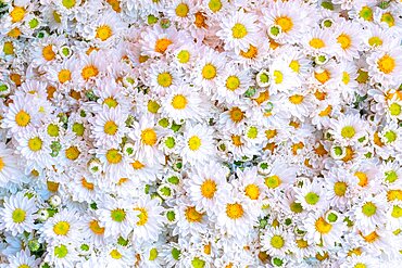 Bunch of fresh flowers sold at flower market, Mandalay, Myanmar