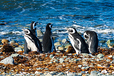 Magellanic penguins on shore, Isla Magdalena, Patagonia, Chile, South America