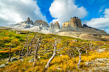 Barren trees and mountains around Valle Frances (Valle del Frances), Torres del Paine National Park, Patagonia, Chile, South America