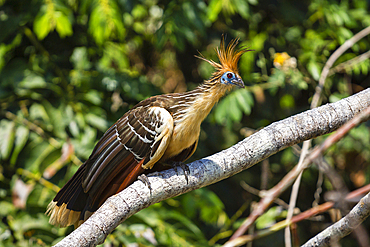 Hoatzin (Opisthocomus hoazin), Lake Sandoval, Tambopata National Reserve, Puerto Maldonado, Madre de Dios, Peru, South America