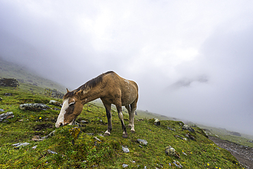 Horse at Soraypampa camping area in foggy weather, Salkantay trek, Mollepata, The Andes, Cusco, Peru, South America