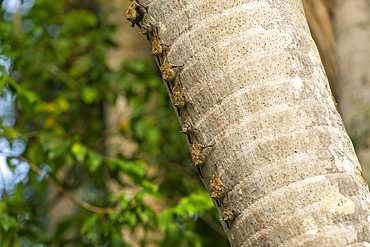 Proboscis bats (Rhynchonycteris Naso) on a tree, Lake Sandoval, Tambopata, Puerto Maldonado, Madre de Dios, Peru, South America