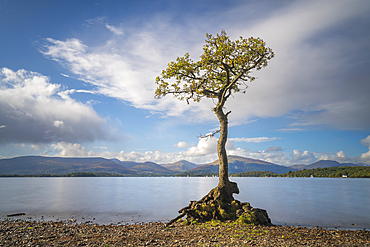 Tree, Milarrochy Bay, Loch Lomond and Trossachs National Park, Scotland, United Kingdom, Europe