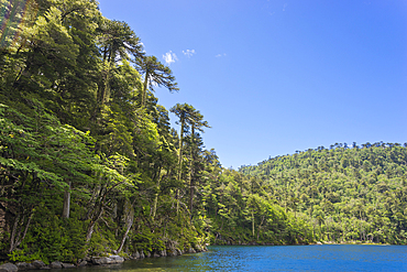 El Toro Lake, Huerquehue National Park, Pucon, Chile, South America