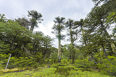 Low angle view of monkey puzzle tree (Araucaria araucana), Huerquehue National Park, Pucon, Chile, South America