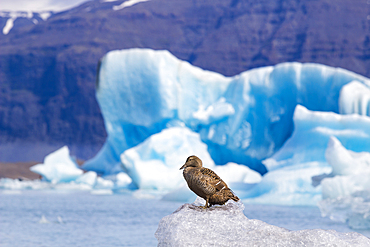 Duck sitting on ice at Jokulsarlon glacier lagoon, Iceland, Polar Regions