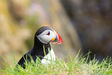 Puffin, Borgarfjardarhhofn, Borgarfjordur, Eastern Iceland, Iceland, Polar Regions