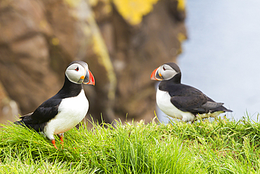 Puffins, Borgarfjardarhhofn, Borgarfjordur, Eastern Iceland, Iceland, Polar Regions