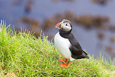 Puffin, Borgarfjardarhhofn, Borgarfjordur, Eastern Iceland, Iceland, Polar Regions