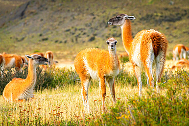 Baby guanaco (Lama guanicoe) with its herd, Torres del Paine National Park, Patagonia, Chile, South America