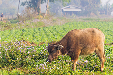 Cattle grazing on misty morning, Hsipaw, Shan State, Myanmar (Burma), Asia