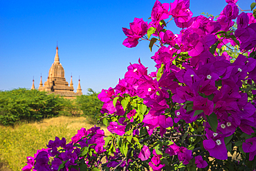 Purple flower of bougainvillea with pagoda in background, Old Bagan (Pagan), UNESCO World Heritage Site, Myanmar (Burma), Asia