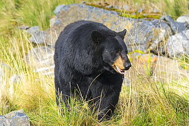 Captive black bear (Ursus americanus), Alaska Wildlife Conservation Center, Girlwood, Alaska, United States of America, North America