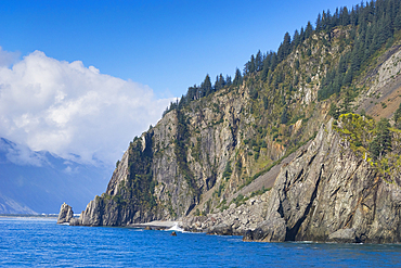 Trees on rock at Resurrection Bay, Seward, Kenai Peninsula Borough, Southcentral Alaska, Alaska, United States of America, North America