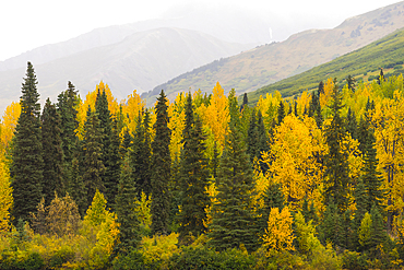 Green and yellow trees by Tern Lake, Kenai peninsula, Alaska, United States of America, North America