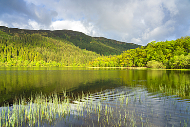 Loch Chon, Loch Lomond and The Trossachs National Park, Scottish Highlands, Scotland, United Kingdom, Europe