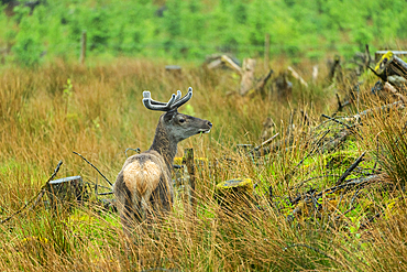 Female Red deer (Cervus Elaphus) on grassland, Glencoe, Scottish Highlands, Scotland, United Kingdom, Europe