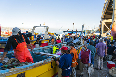 People buying fresh fish at market, Caleta Portales, Valparaiso, Valparaiso Province, Valparaiso Region, Chile, South America