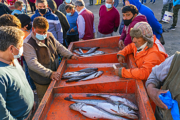 People buying fresh fish at market, Caleta Portales, Valparaiso, Valparaiso Province, Valparaiso Region, Chile, South America