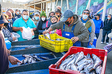 People buying fresh fish at market, Caleta Portales, Valparaiso, Valparaiso Province, Valparaiso Region, Chile, South America