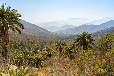 Chilean palm trees, Sector Palmas de Ocoa, La Campana National Park, Cordillera De La Costa, Quillota Province, Valparaiso Region, Chile, South America