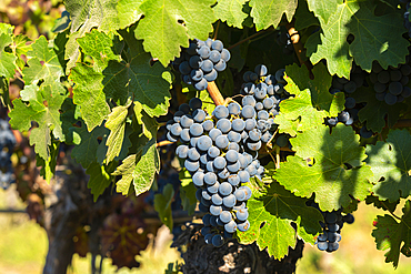 Detail of red grapes at Haras de Pirque winery, Pirque, Maipo Valley, Cordillera Province, Santiago Metropolitan Region, Chile, South America