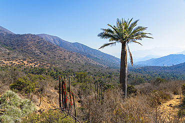 Chilean palm tree, Sector Palmas de Ocoa, La Campana National Park, Cordillera De La Costa, Quillota Province, Valparaiso Region, Chile, South America