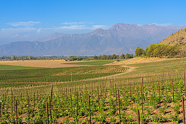 Vineyards with The Andes mountains on horizon, Haras de Pirque winery, Pirque, Maipo Valley, Cordillera Province, Santiago Metropolitan Region, Chile, South America